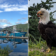 Bald eagle attacks prompt warning from Alaska officials