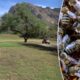 Arizona golf course groundskeeper dies after being attacked by bees