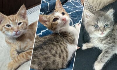 On National Kitten Day, two cat parents reveal the secrets of successful fostering