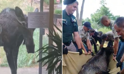 Colorado deputies remove 600-pound moose from resident's yard