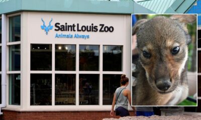 4 endangered American red wolf pups born at St. Louis Zoo in historic first