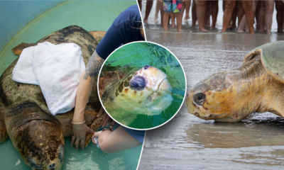 375-pound great-grandfather sea turtle released back into Florida ocean after rehab