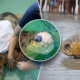 375-pound great-grandfather sea turtle released back into Florida ocean after rehab