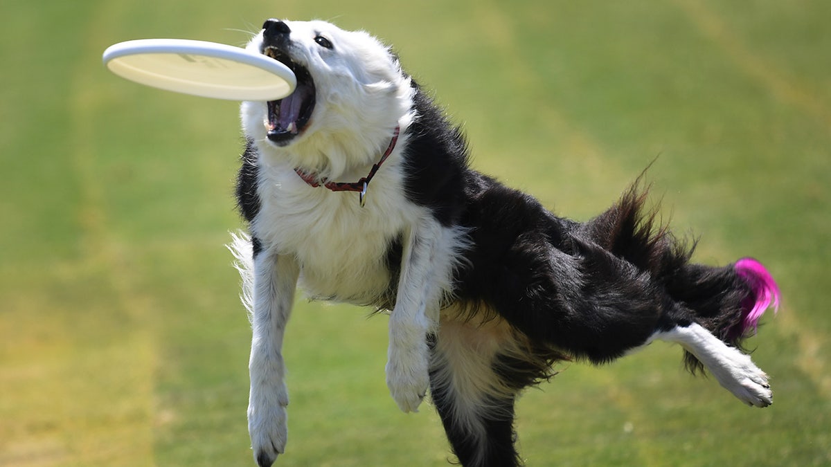 dog catching frisbee