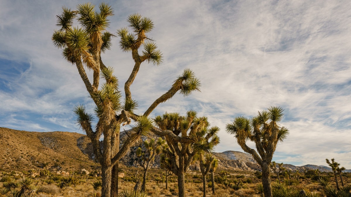 Joshua Tree National Park