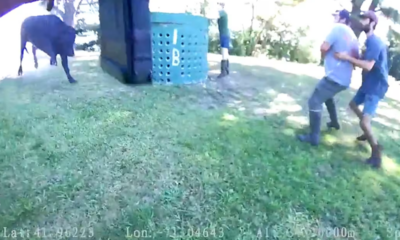 Massive 1,300-pound escaped bull causes highway crash before charging police officers: ‘Significant Threat’