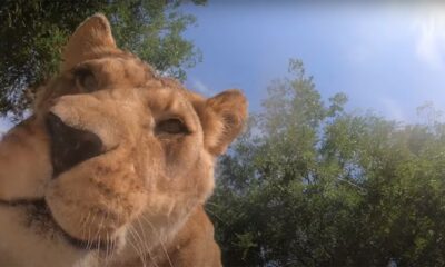 Watch what happens when Oregon Zoo lions find hidden camera in habitat