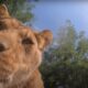 Watch what happens when Oregon Zoo lions find hidden camera in habitat