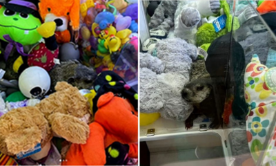 Shock! Pennsylvania game machine 'displays' living 'prize' along with stuffed animals for kids