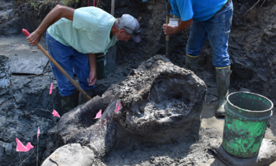 Archaeologists unearth 13,000-year-old mastodon skull in Iowa