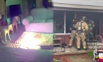 WATCH: Oklahoma dog ignites house fire after chewing on lithium-ion battery