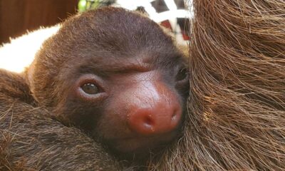 Too cute: Zoo Atlanta welcomes adorable baby two-toed sloth