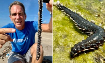 Spiky creatures wash up on Texas beach, described as 'your worst nightmares’