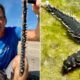 Spiky creatures wash up on Texas beach, described as 'your worst nightmares’