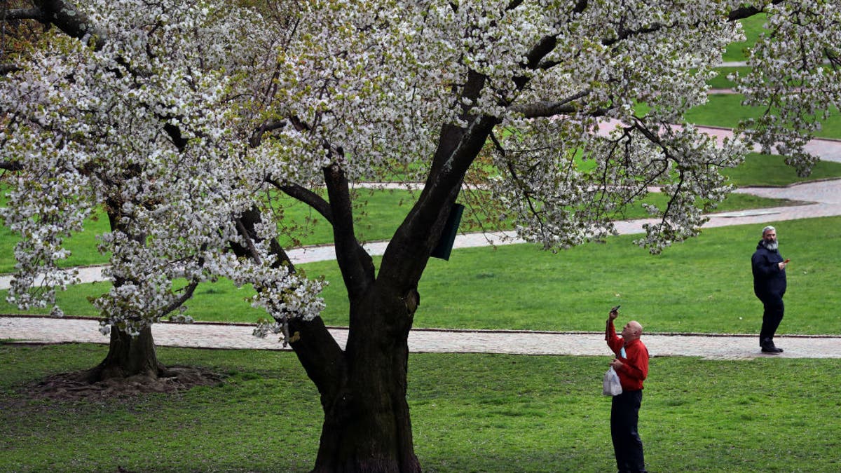 Boston Common apple tree