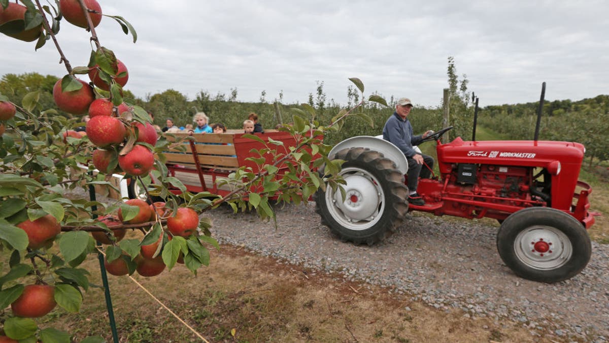 Apple orchard with kids