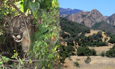 Mountain lion attacks 5-year-old picnicking with family at Southern California park