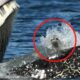 SEE IT: Humpback whale, named Zillion, scoops up seal in rare photo