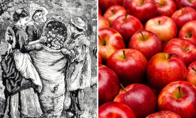 Meet the American who first planted apples in the colonies: William Blaxton, eccentric settler