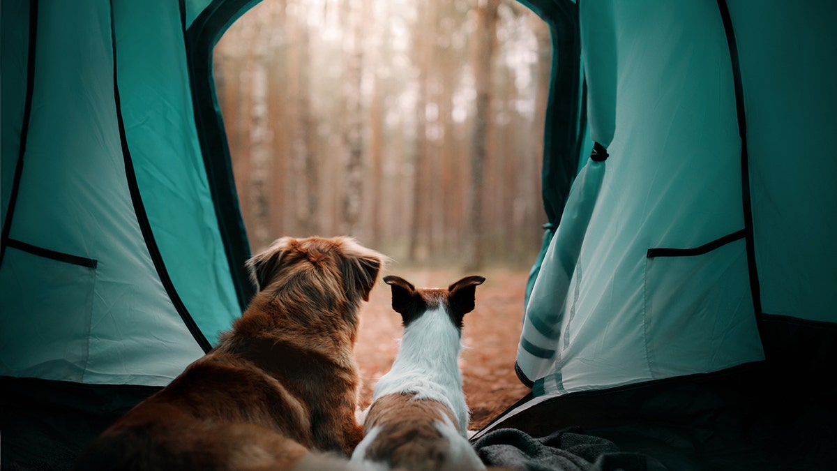 Dogs inside a tent