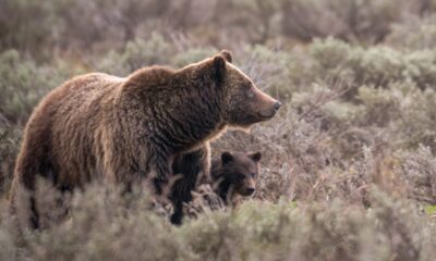 Beloved Grand Teton grizzly bear No. 399 fatally struck by a vehicle in Wyoming