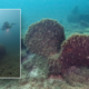 Divers find 130-year-old shipwreck with intriguing past hidden in Lake Michigan