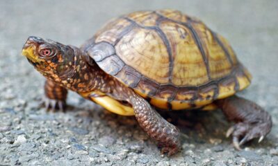 Woman caught smuggling 29 protected turtles from US to Canada