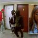 'Slap in the face': Media, government downplaying Venezuelan gangs, says woman who fled her Colorado apartment