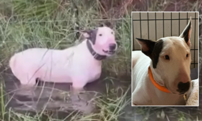 Abandoned dog left tied to fence before Hurricane Milton now 'safe and sound' with new name