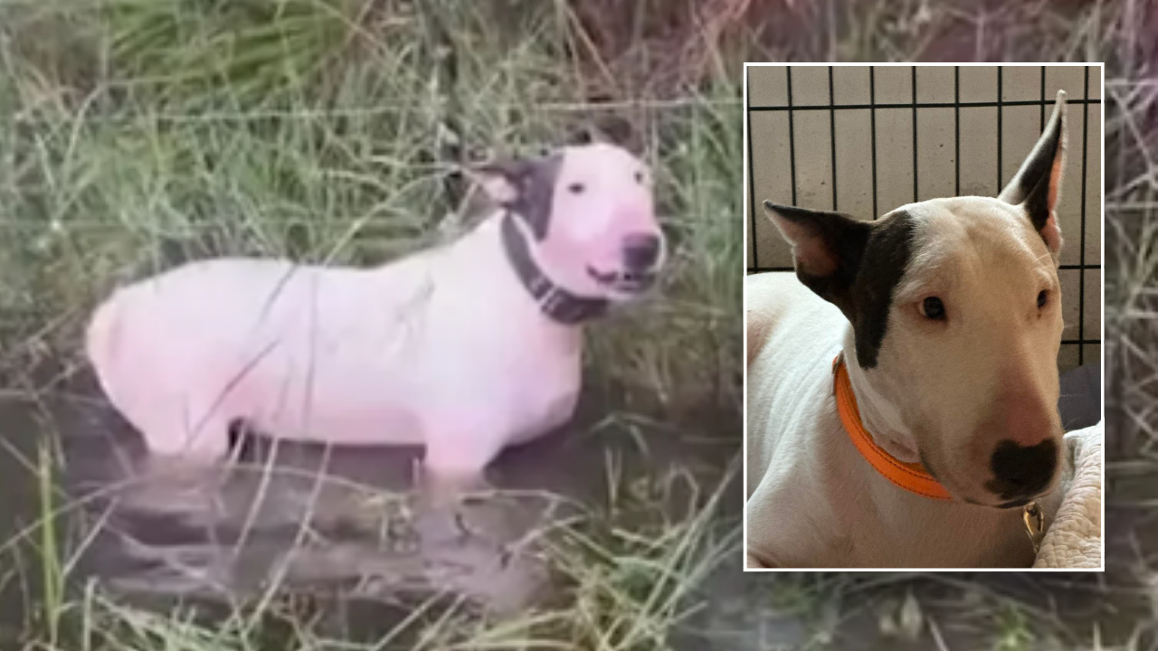 Abandoned dog left tied to fence before Hurricane Milton now 'safe and sound' with new name