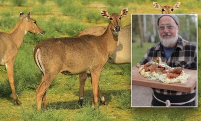 Chef Andrew Zimmern hunts, cooks wild animals, creates recipes 'for anybody' watching his show