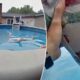 WATCH: Hero Indiana officer saves missing autistic boy, 3, from drowning in pool