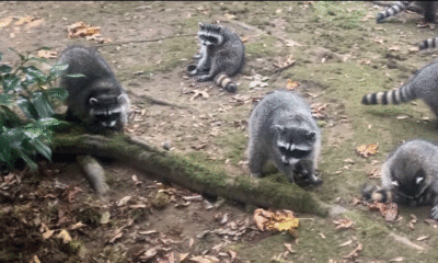 Washington state woman's yard invaded by more than 100 raccoons after 3 decades of feeding them