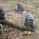 Washington state woman's yard invaded by more than 100 raccoons after 3 decades of feeding them