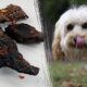 Mississippi teacher fired after allegedly feeding students dog treats mistaken for beef jerky