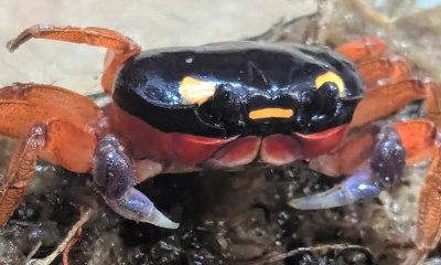 Halloween crab rescued at airport is now on display at zoo: 'Charming crustacean'