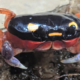 Halloween crab rescued at airport is now on display at zoo: 'Charming crustacean'