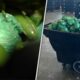 More than M of meth concealed in shipment of peppers seized at Texas-Mexico border