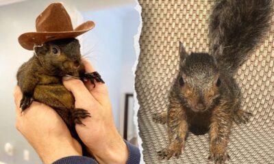 Owners of beloved Peanut the squirrel plan to sue New York state over seizure and killing by authorities