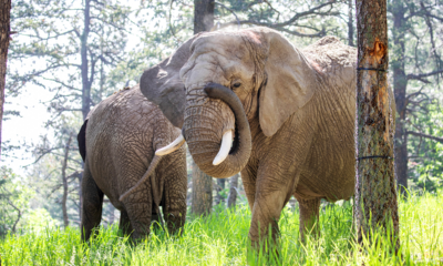 Colorado court rules elephants at zoo cannot pursue their release because they are not human
