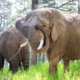 Colorado court rules elephants at zoo cannot pursue their release because they are not human