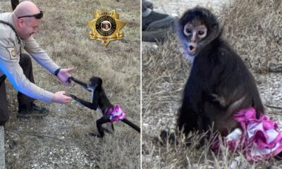 Tutu-wearing monkey picked up near highway in 'bananas situation'