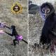 Tutu-wearing monkey picked up near highway in 'bananas situation'