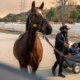 Compton Cowboys step up during Los Angeles wildfires to rescue endangered horses