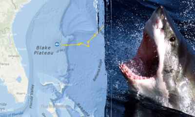 Massive 1,400-pound great white shark pings off Florida beach 4 times in 1 day