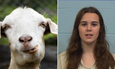 Texas cheerleader accused of poisoning rival's show goat barred from caring for her pets on her own