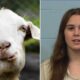 Texas cheerleader accused of poisoning rival's show goat barred from caring for her pets on her own