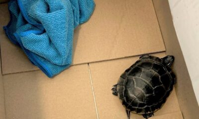 TSA finds man with a live turtle concealed in his pants at a New Jersey airport