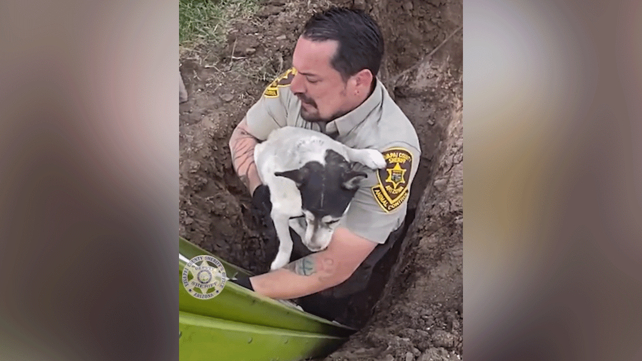 arizona-dog-rescue-2