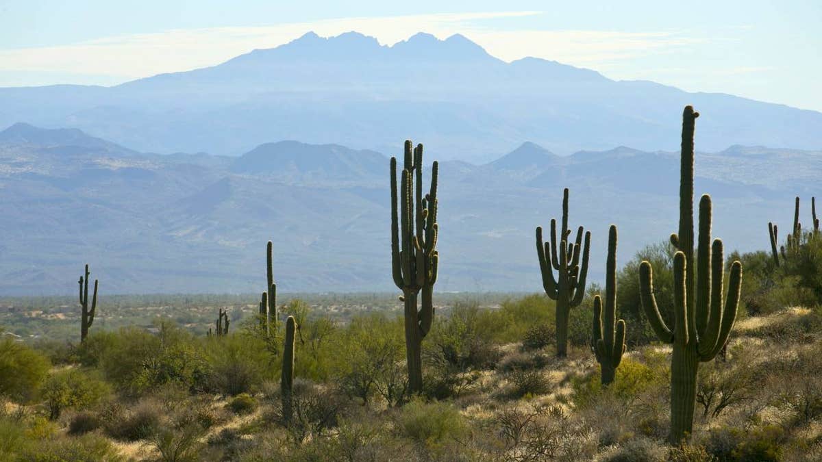 Saguaros stand in front of Four Peaks looming